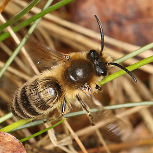 Colletes cunicularius, M Colletes cunicularius, M