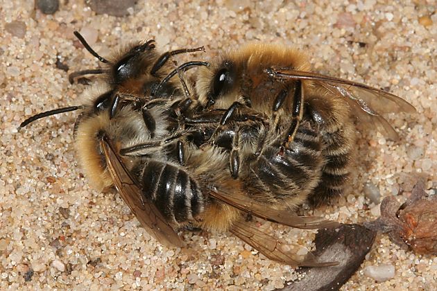 Colletes cunicularius, MM+W: Paarung