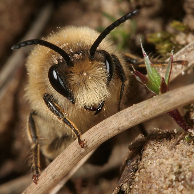Colletes cunicularius, M