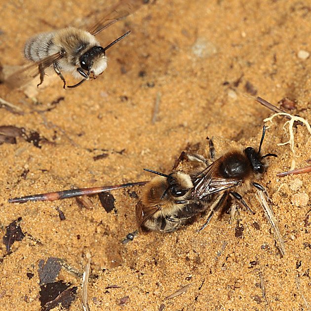 Colletes cunicularius, M+MW: Paarung