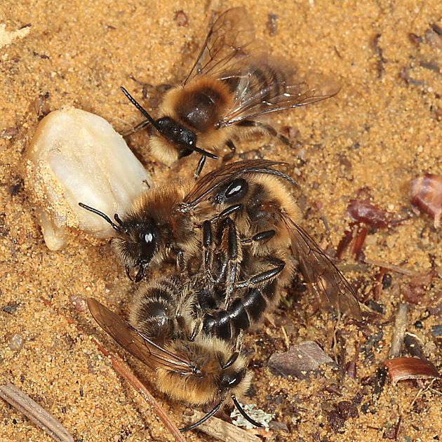 Colletes cunicularius, MMM+W