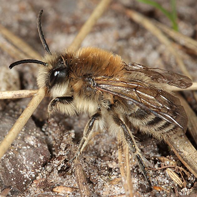 Colletes cunicularius, M