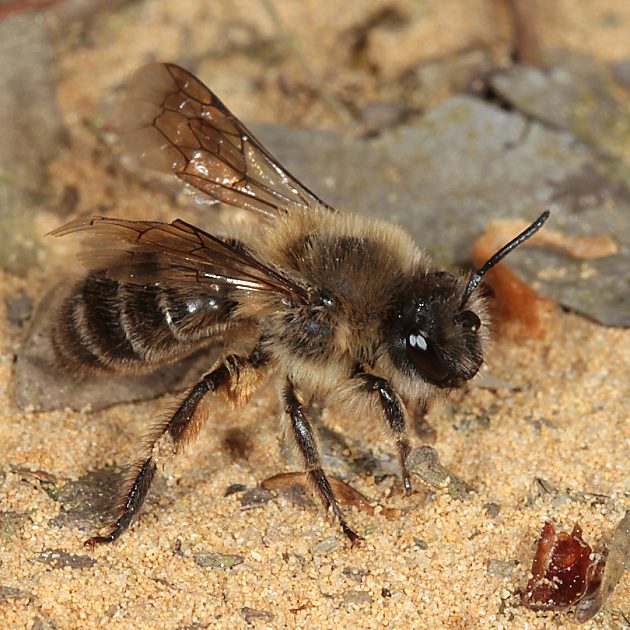 Colletes cunicularius, W