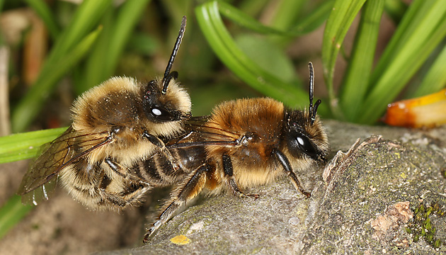 Colletes cunicularius, MW: Paarung