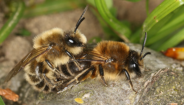 Colletes cunicularius, M