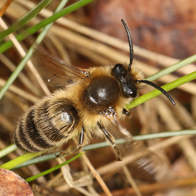 Colletes cunicularius, M