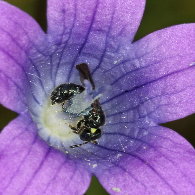 Ceratina cyanea, W
