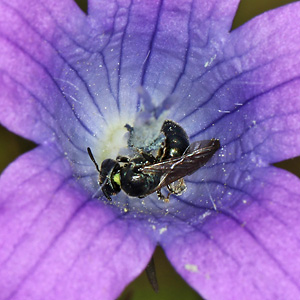 Ceratina cyanea, W