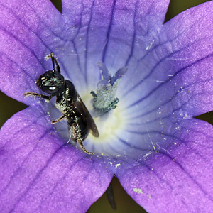 Ceratina cyanea, W