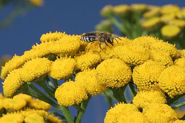 Colletes auf Tanacetum vulgare (Rainfarn)