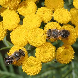Colletes daviesanus?