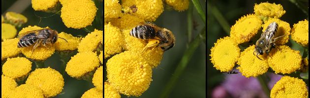 Colletes daviesanus, W + M