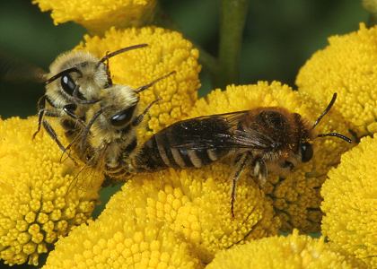 Colletes-daviesanus-Paarung auf Tanacetum vulgare