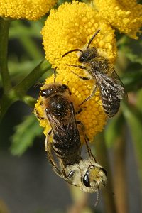 Colletes-daviesanus-Paarung an Tanacetum vulgare