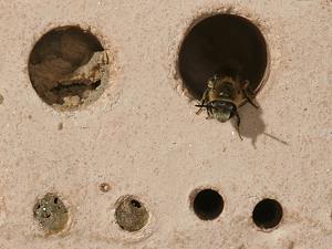 Colletes daviesanus, W