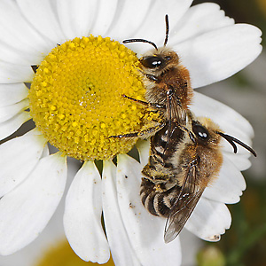 Colletes daviesanus, WM: Kopula auf Kamille Colletes daviesanus, WM: Kopula