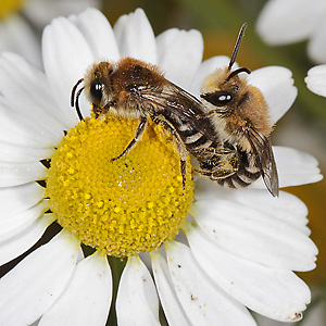 Colletes daviesanus, WM: Kopula Colletes daviesanus, WM: Kopula