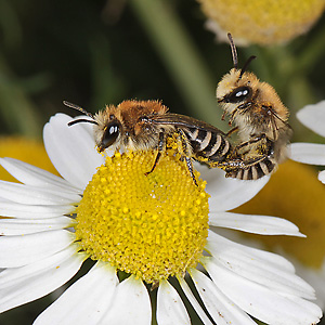 Colletes daviesanus, WM: Kopula auf Kamille Colletes daviesanus, WM: Kopula