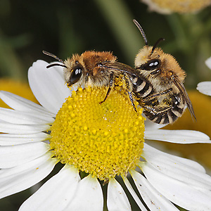 Colletes daviesanus, WM: Kopula Colletes daviesanus, WM: Kopula