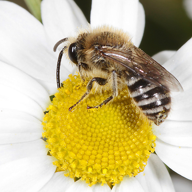 Colletes daviesanus, M