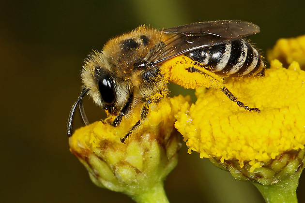 Colletes daviesanus, W