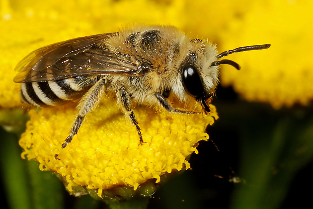 Colletes daviesanus, W
