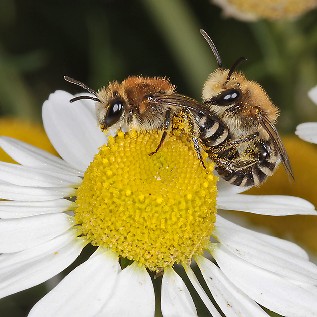 Colletes daviesanus, WM: Paarung