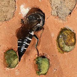 Kegelbiene: Coelioxys echinata, W Kegelbiene: Coelioxys echinata, W