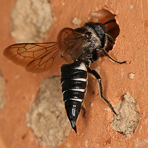 Kegelbiene: Coelioxys echinata, W Kegelbiene: Coelioxys echinata, W