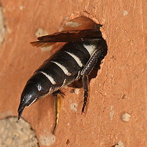 Kegelbiene: Coelioxys echinata, W Kegelbiene: Coelioxys echinata, W