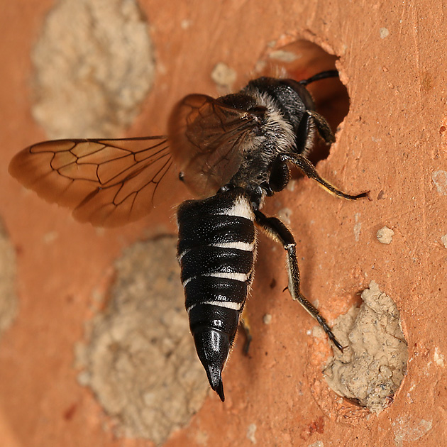 Coelioxys echinata, W
