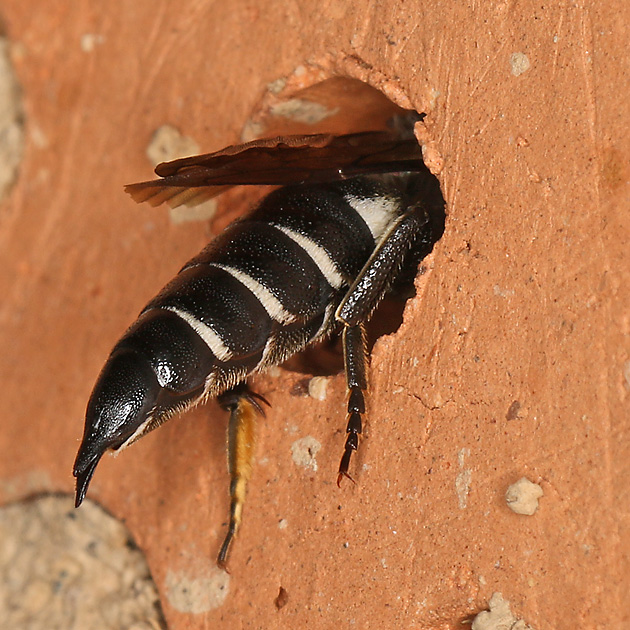 Coelioxys echinata, W