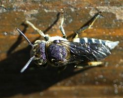 Kegelbiene: Coelioxys elongata, W Kegelbiene: Coelioxys elongata, W