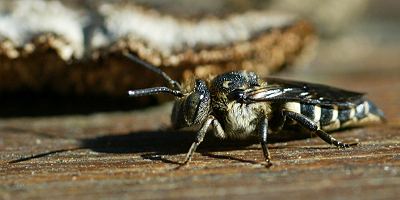 Kegelbiene: Coelioxys elongata, W Kegelbiene: Coelioxys elongata, W