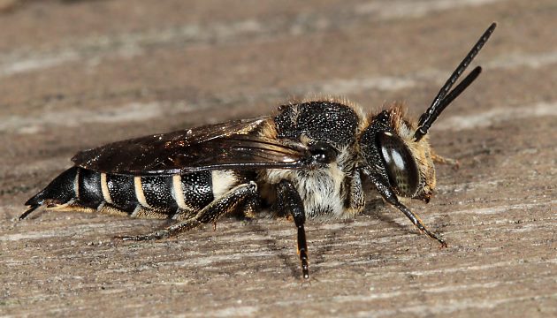 Coelioxys elongata, W Coelioxys elongata, W