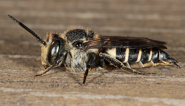 Coelioxys elongata, W Coelioxys elongata, W
