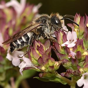 Kegelbiene Coelioxys elongata, M Coelioxys elongata, M