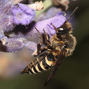 Kegelbiene Coelioxys elongata, W Coelioxys elongata, W