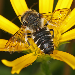 Kegelbiene Coelioxys elongata, M Coelioxys elongata, M