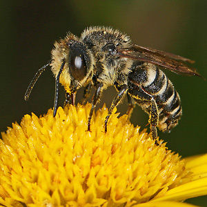 Coelioxys elongata, M Coelioxys elongata, M