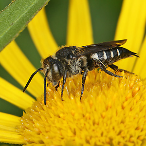 Kegelbiene Coelioxys elongata, W Coelioxys elongata, W