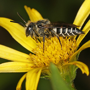 Coelioxys elongata, W Coelioxys elongata, W