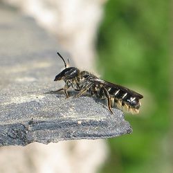 Hahnenfuß-Scherenbiene (Chelostoma florisomne), W Hahnenfuß-Scherenbiene (Chelostoma florisomne), W
