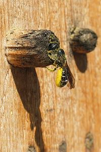 Ankunft mit Hahnenfußpollen Ankunft mit Hahnenfußpollen