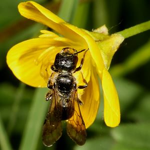 Osmia florisomne an Hahnenfuß (1) Osmia florisomne an Hahnenfuß