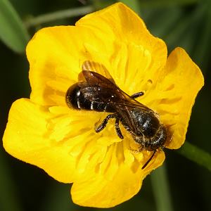 Osmia florisomne an Hahnenfuß (2) Osmia florisomne an Hahnenfuß (2)