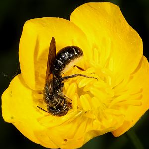 Osmia florisomne an Hahnenfuß (3) Osmia florisomne an Hahnenfuß (3)