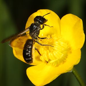 Osmia florisomne an Hahnenfuß (4) Osmia florisomne an Hahnenfuß (4)