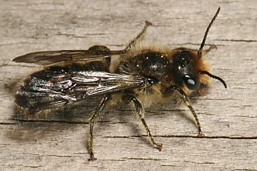 Osmia (Chelostoma) florisomnis, M Osmia (Chelostoma) florisomnis, M