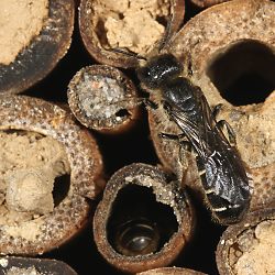Osmia (Chelostoma) florisomnis, W Osmia (Chelostoma) florisomnis, W